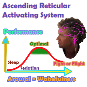 ARAS Ascending Reticular Activating System and performance curve with different levels of physiological arousal; we can train our ability to find and be stable at the optimum level of physiological arousal with neurofeedback training]