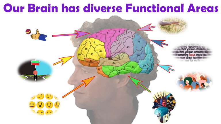 Our Brain has diverse functional areas which we can train with neurofeedback