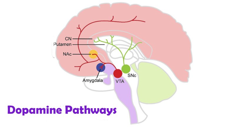 Neurofeedback helps motivation by training dopamine pathways in the cortex