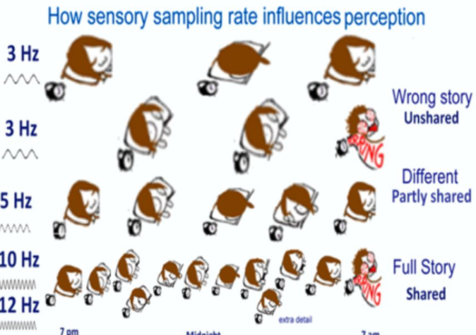 How sensory sampling rate influences perception