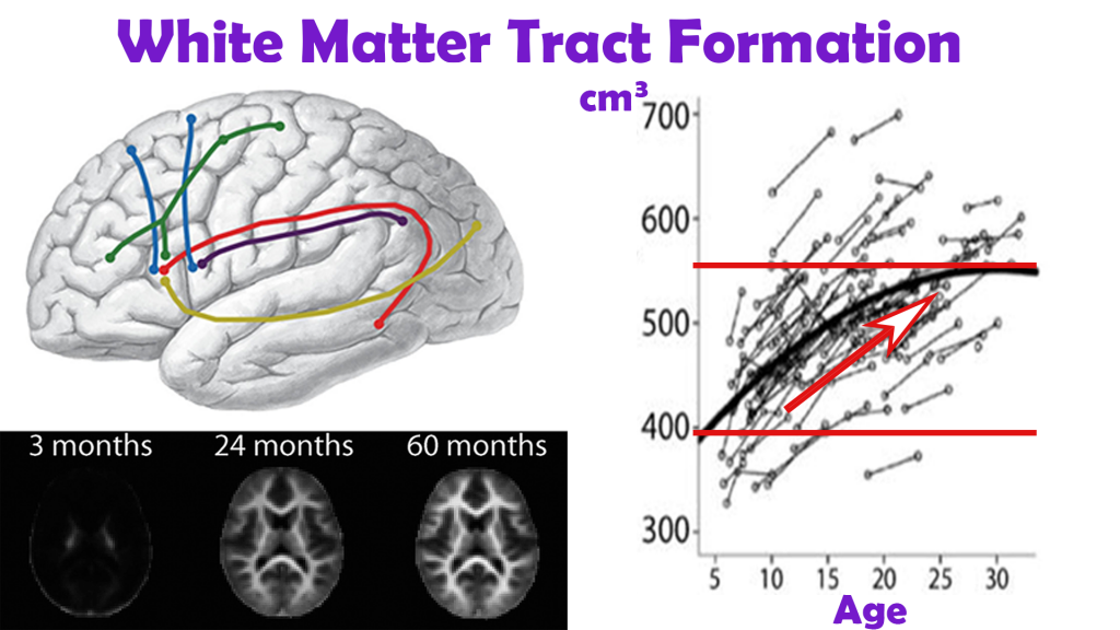White Matter Tract formation in children, teenagers and young adults, by volume and DTI