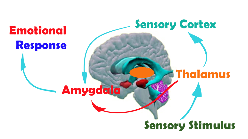 Cortical response to sensory stimulus bypassed by thalamus; with neurofeedback we help restore emotional regulation and sensory interpretation