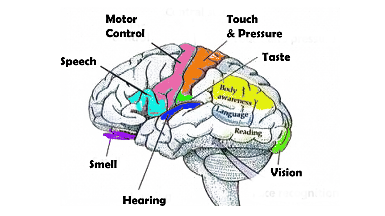 Sensory interpretation areas of the brain which can be trained with neurofeedback