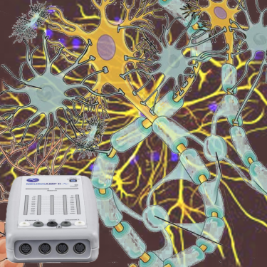Astrocytes, oligodendrocytes and other glial cells are trained by Infra Low Frequency (ILF / Othmer Method) neurofeedback and the BeeMedic NeuroAmp ii