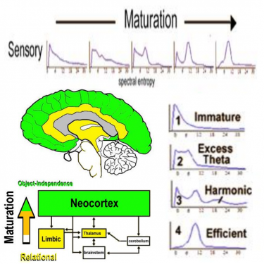Brain maturation sequence as defined by brainwaves during neurofeedback (delta, theta, alpha)
